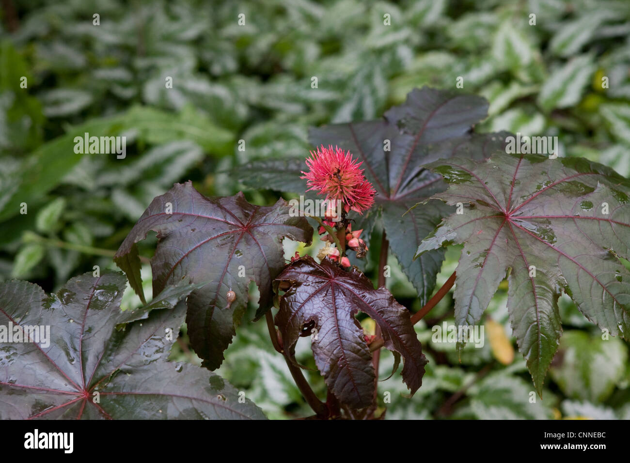 Ricinus Communis New Zealand lila mit Samenköpfe Stockfoto