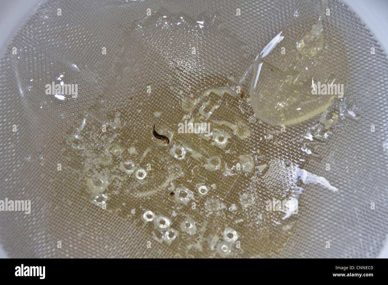 Nachdem Honig Kamm durch zwei Filter Lagerung gefiltert gesponnen drum-Filter entfernt unerwünschte Ablagerungen Spinnen Prozess wie Wachs Stockfoto