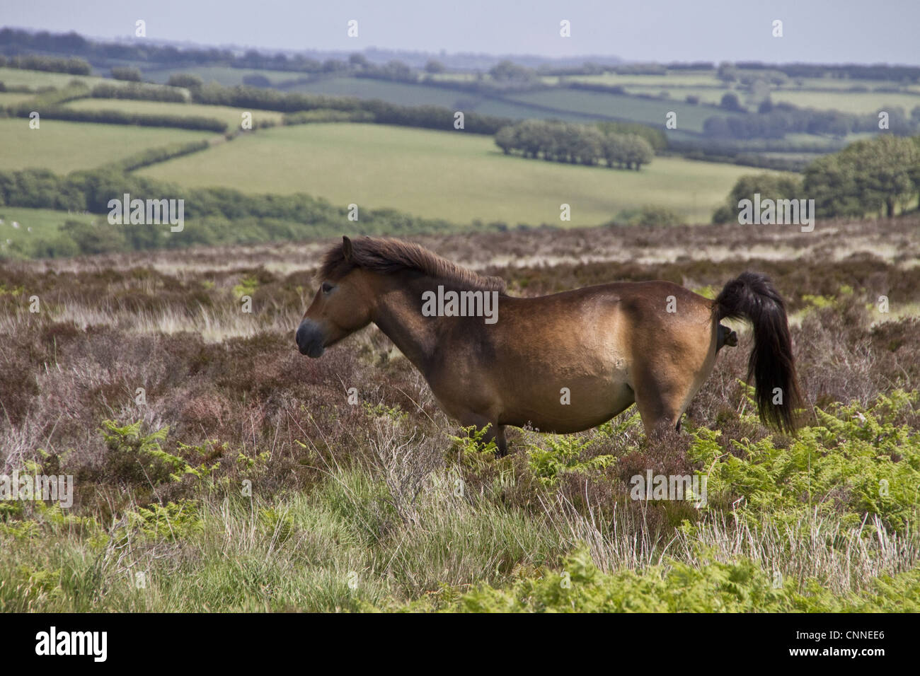 Das Exmoor Pony Pferd züchten native britischen Inseln, wo einige noch als halb verwilderte Nutztiere Exmoor großflächig Moorland Devon durchstreifen Stockfoto