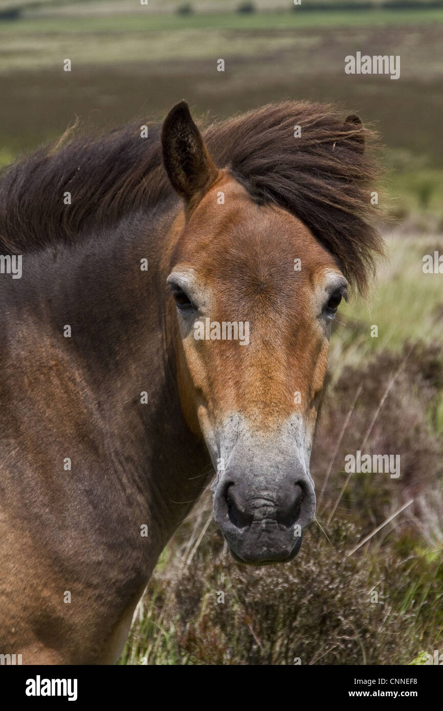 Das Exmoor Pony Pferd züchten native britischen Inseln, wo einige noch als halb verwilderte Nutztiere Exmoor großflächig Moorland Devon durchstreifen Stockfoto