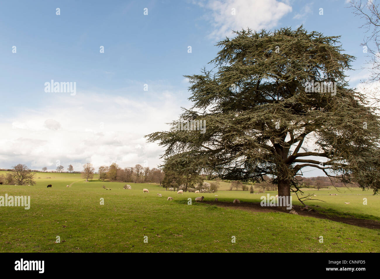 englischer Garten mit Baum Stockfoto