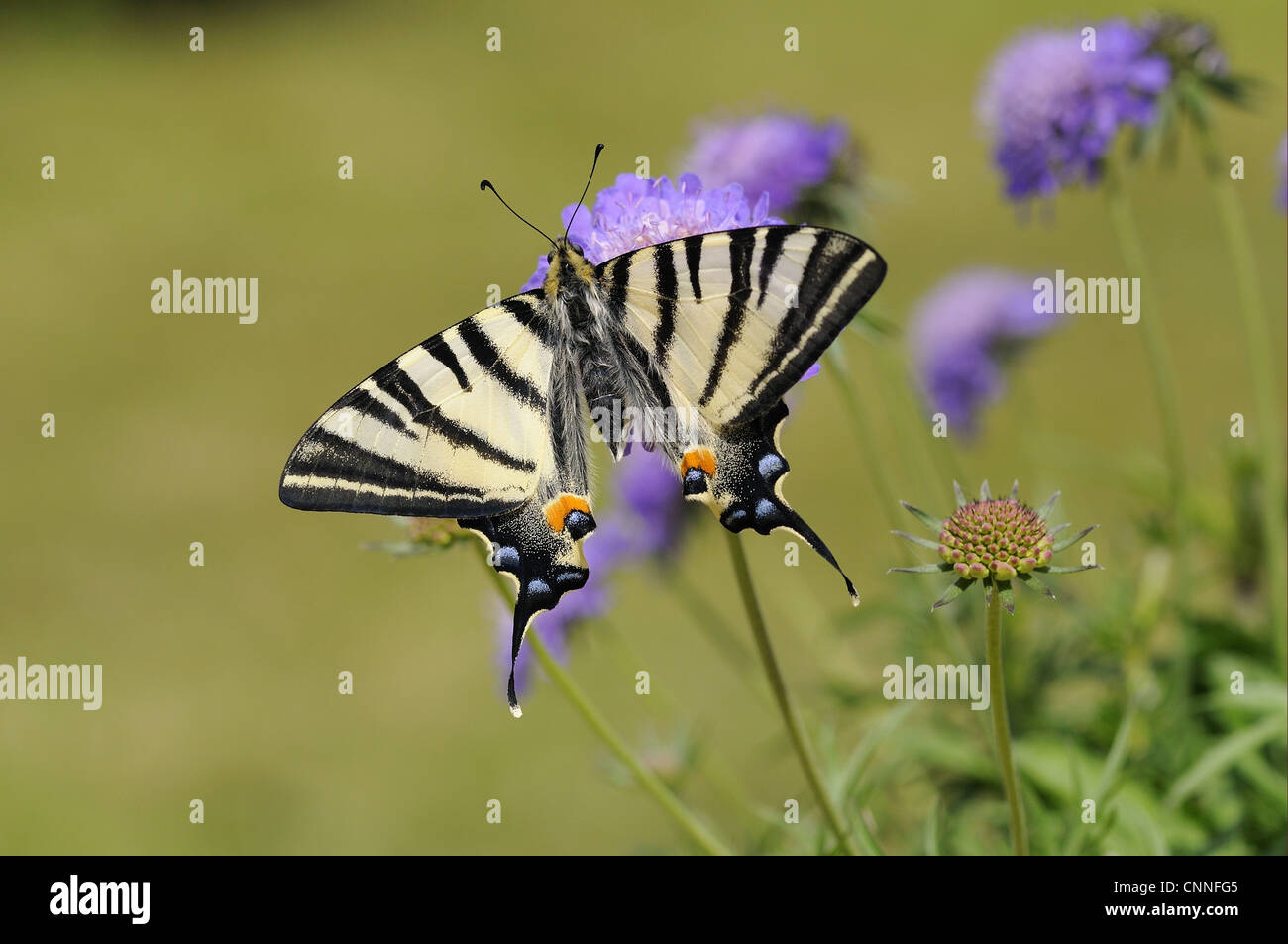 Knappen Schwalbenschwanz (Iphiclides Podalirius) Erwachsenen, ruht auf Witwenblume Blüte Stockfoto