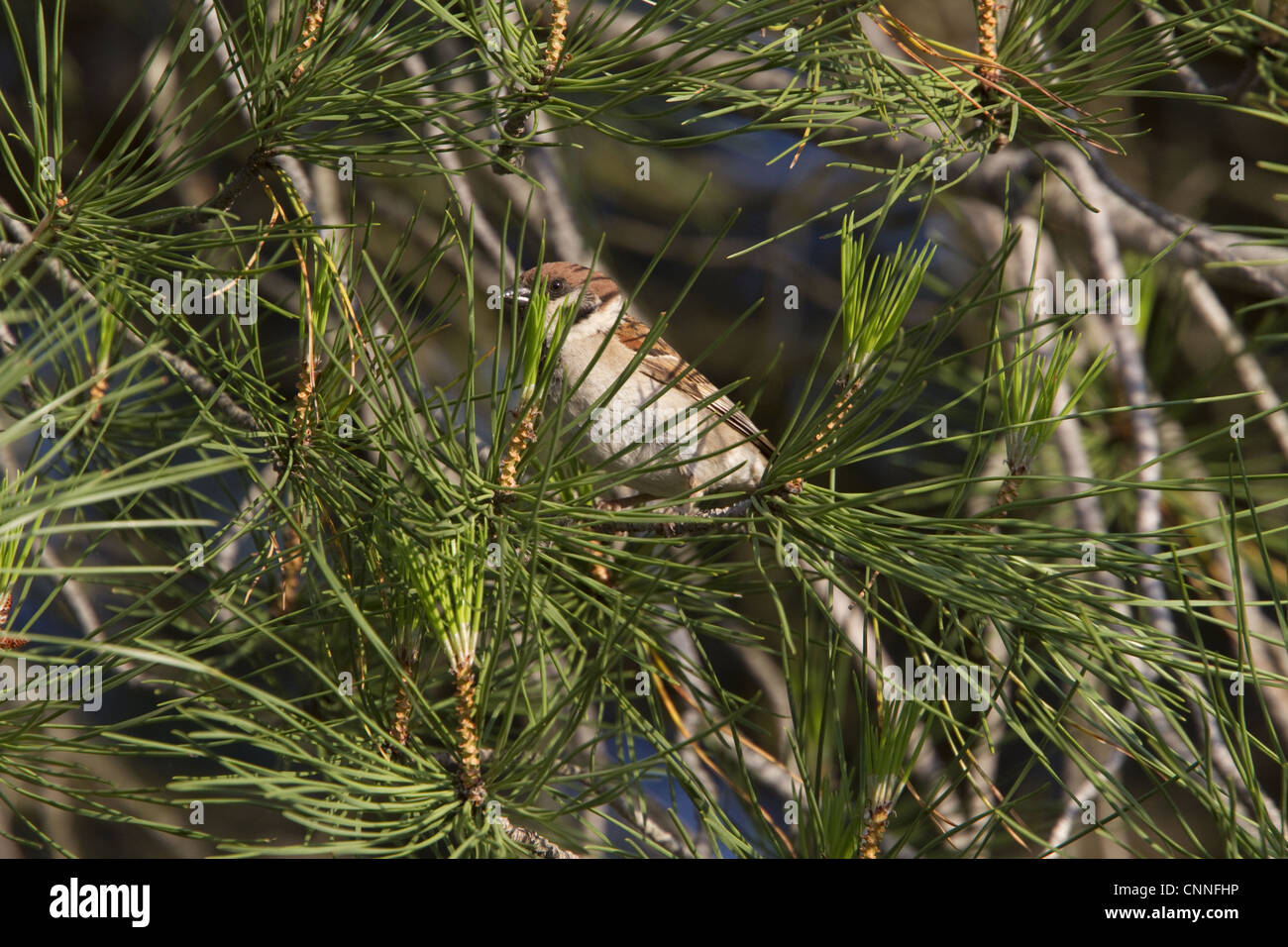 Tree Sparrow Stein Kiefer - Spanien Stockfoto