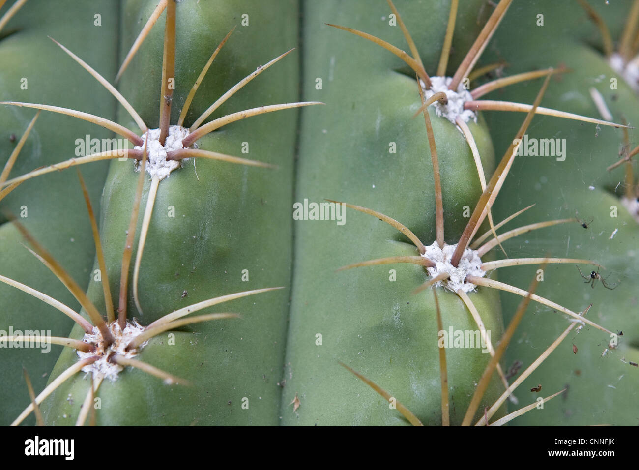 Trichocereus species cactus plant Fotos und Bildmaterial in hoher