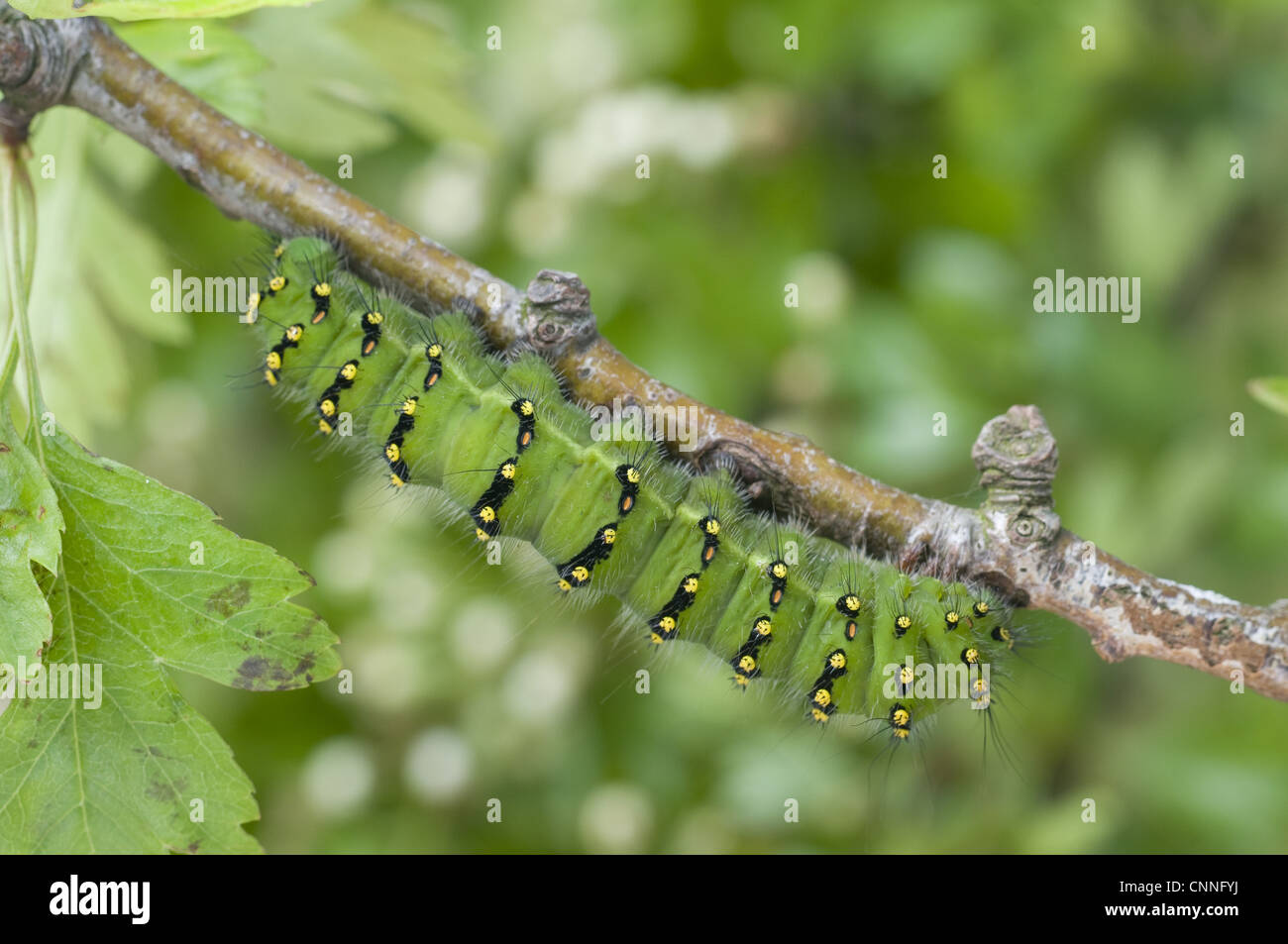 Kaiser-Motte (Saturnia Pavonia) Raupe, ruht auf Zweig, England, kann Stockfoto