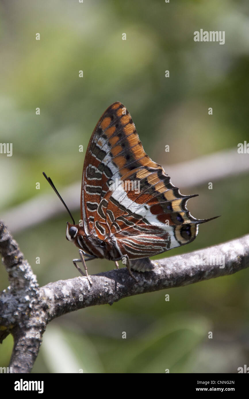 Zwei tailed Pascha Schmetterling, Claraxes Jasius, Extremadura, Spanien. Stockfoto