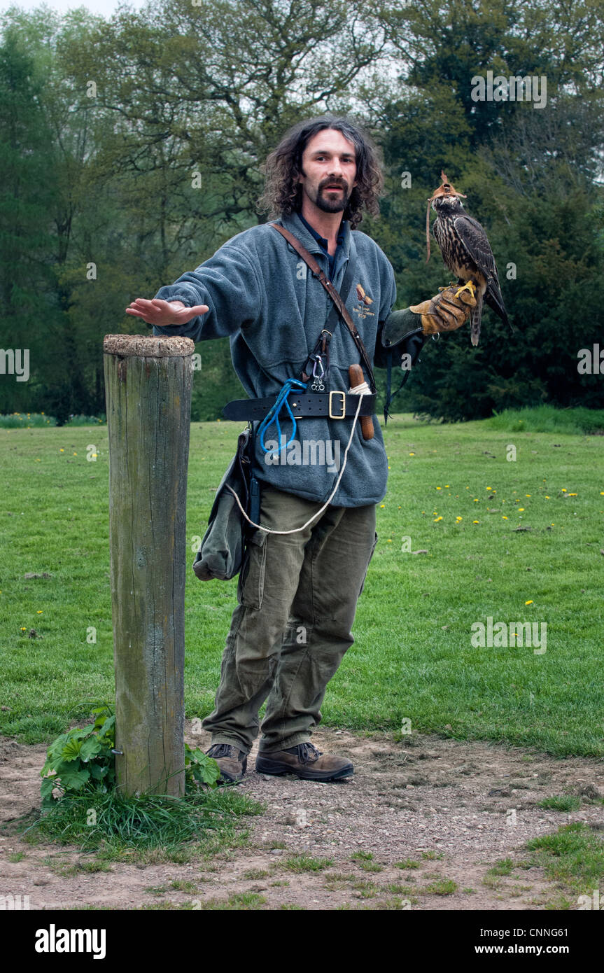 Falkner halten einen Kapuzen Adler während einer demonstration Stockfoto