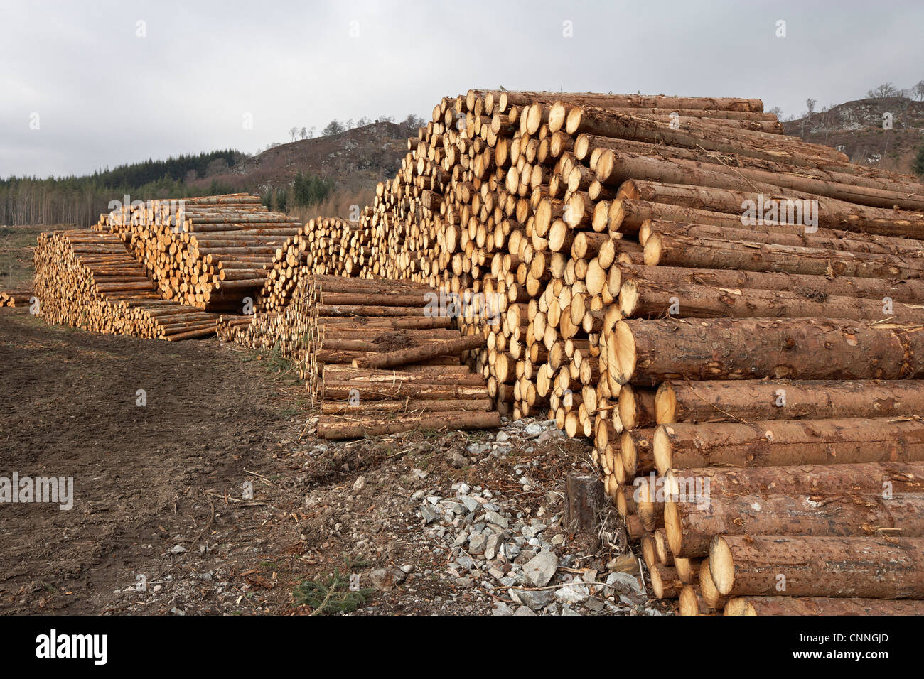 Stapel von Protokollen, Schottland Stockfoto