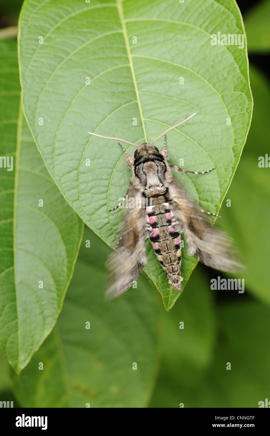 Rosa gefleckten Hawkmoth Agrius Cingulata Erwachsenen ruht auf Blatt zitternden Flügeln zum Aufwärmen vor dem fliegen Trinidad Trinidad Tobago Stockfoto