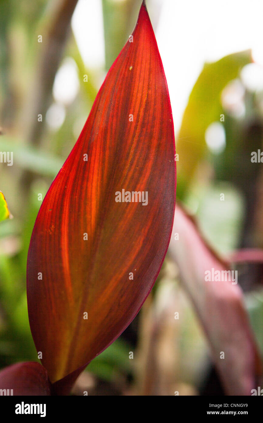 CANNADurban aber eine Varieted seltene Pflanze Stockfotografie Alamy