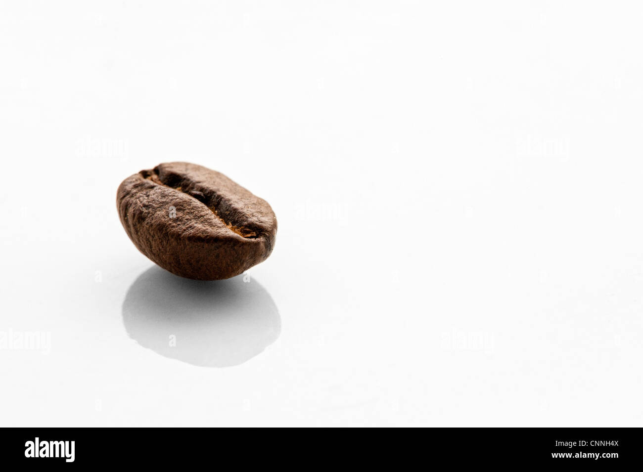 Eine einsame Kaffeebohne auf einem reflektierenden weißen Hintergrund isoliert Stockfoto