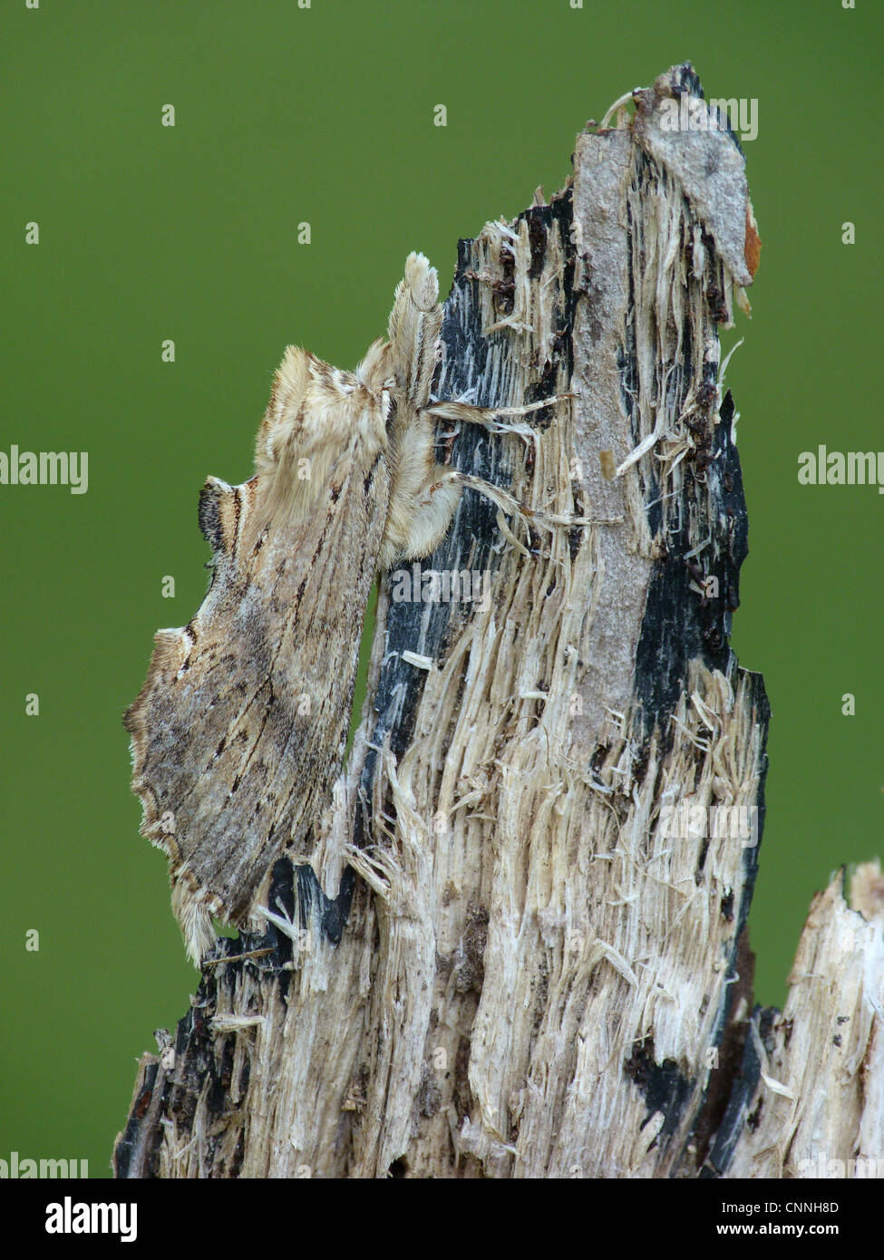 Blasse prominente Moth (Pterostoma Palpina) Erwachsene männlich, getarnt auf abgestorbenem Holz, Leicestershire, England, April Stockfoto