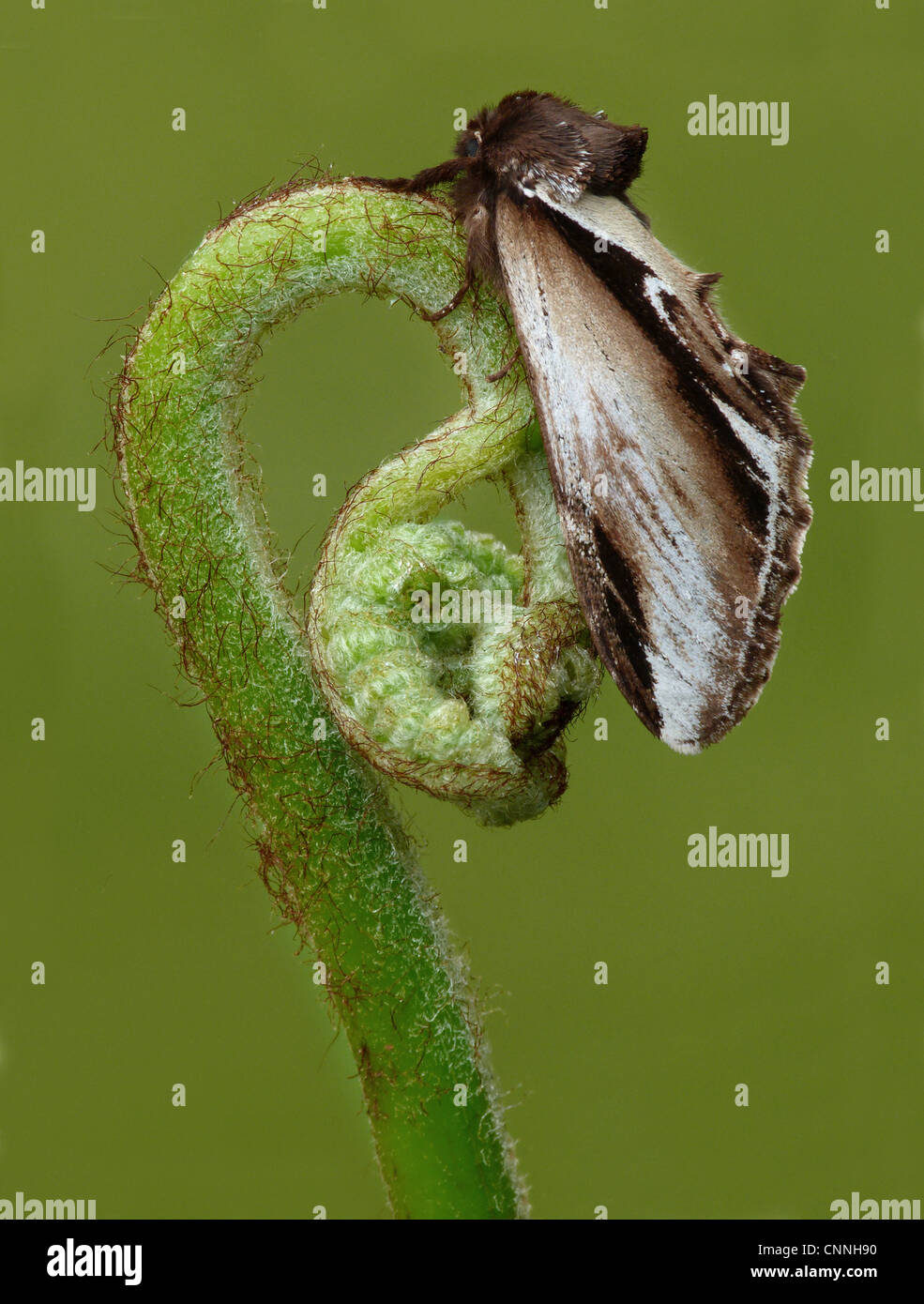 Möglicherweise weniger schlucken Prominente (Pheosia Gnoma) Erwachsenen, ruht auf entrollten Farn Wedel, Leicestershire, England, Stockfoto