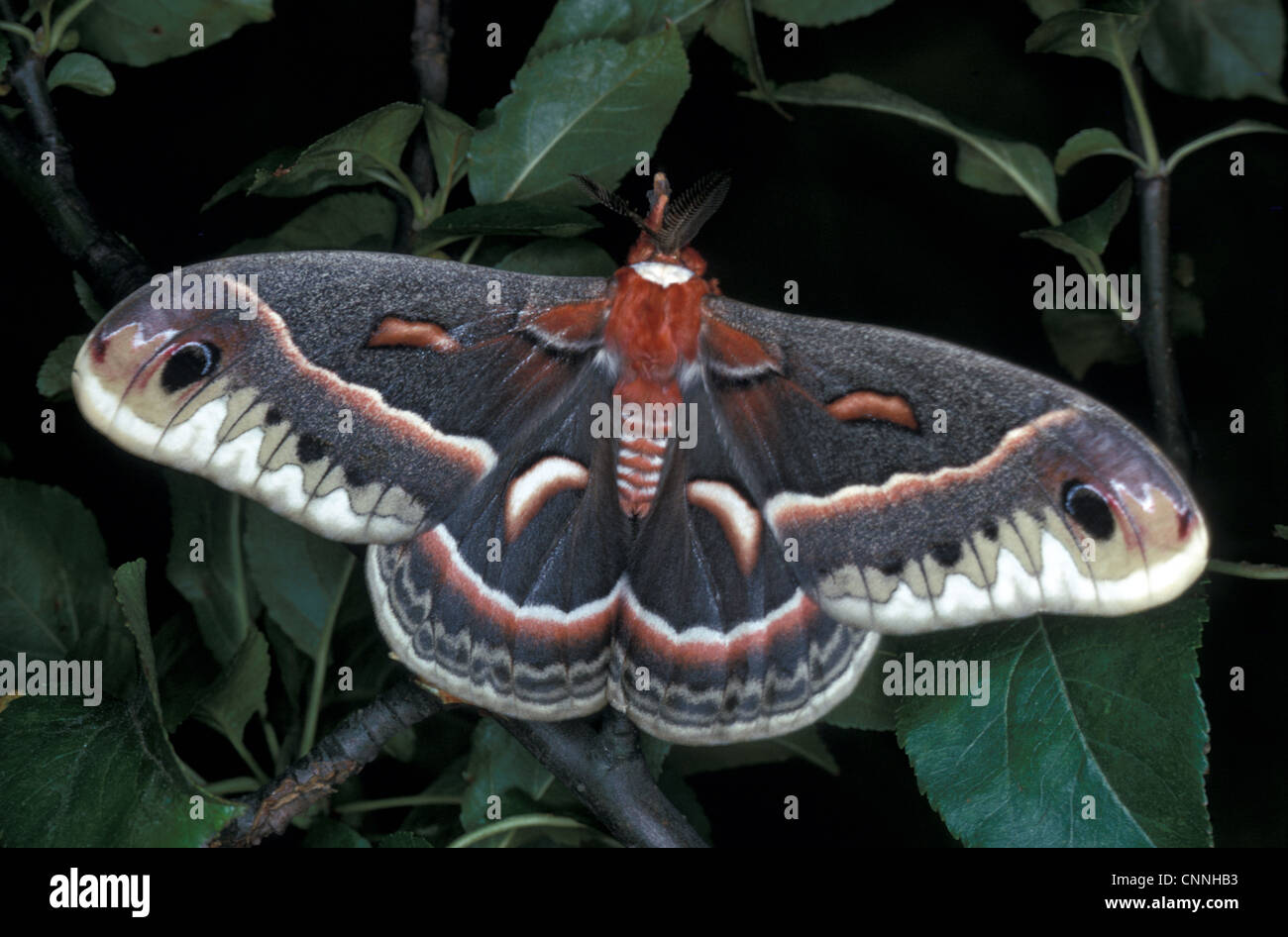 Robin Moth (Hyalophora Cecropia) hautnah mit Flügeln Stockfoto