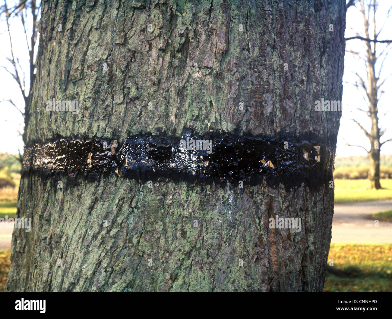 Fleckige Umbra (Erannis Defoliaria) Erwachsene, gefangen in klebrigen Band auf Baumstamm Stockfoto