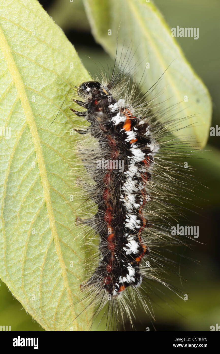 Gelb-Tail Moth (Euproctis Similis) ausgewachsene Larve, ernähren sich von Caesar (Salix Sp.) Blatt, Powys, Wales, Juni Stockfoto