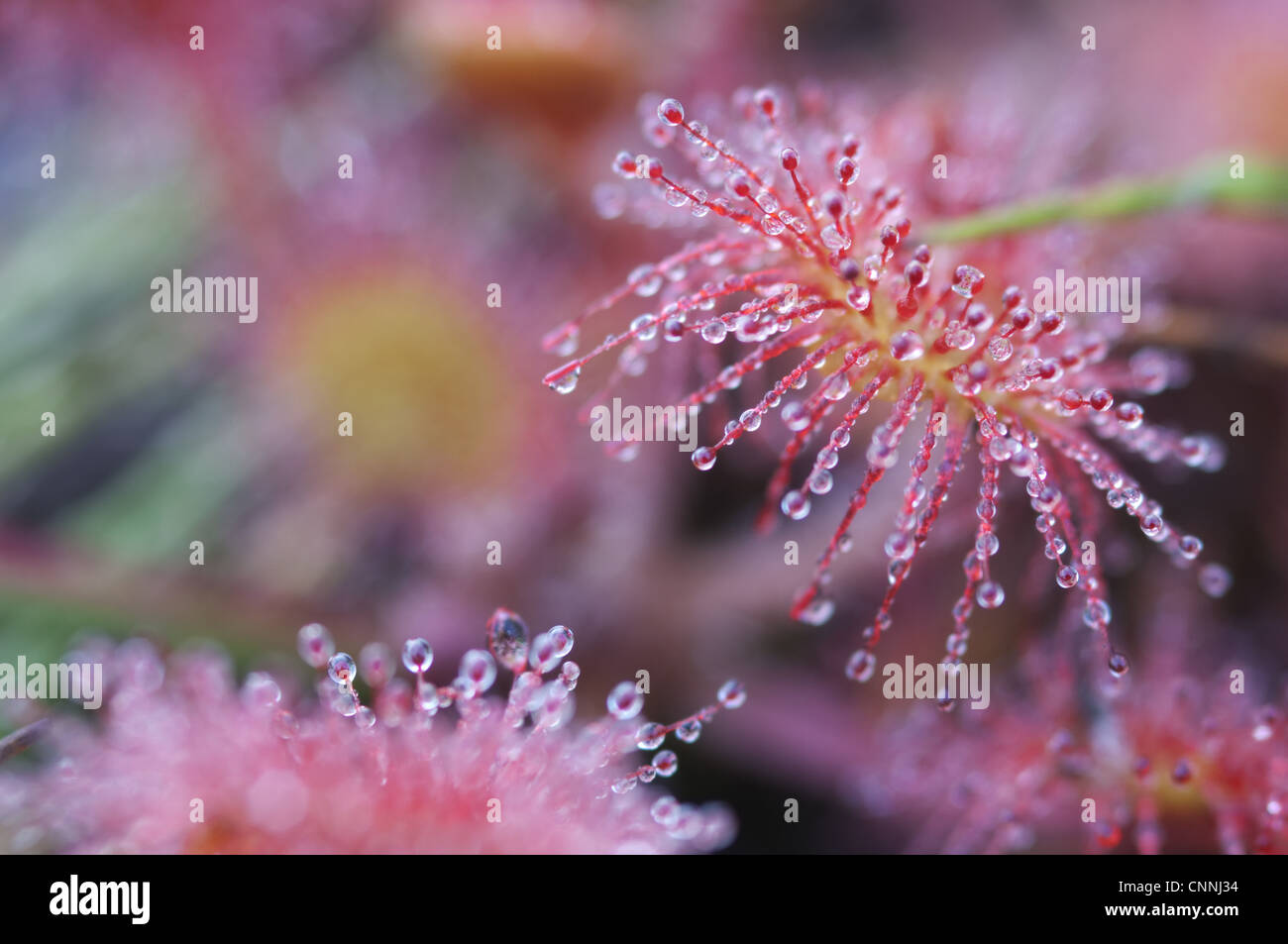 Runde-leaved Sonnentau Drosera Rotundifolia Nahaufnahme Drüsenhaare Blatt klebrigen Schleim Hothfield Heide Kent England august Stockfoto