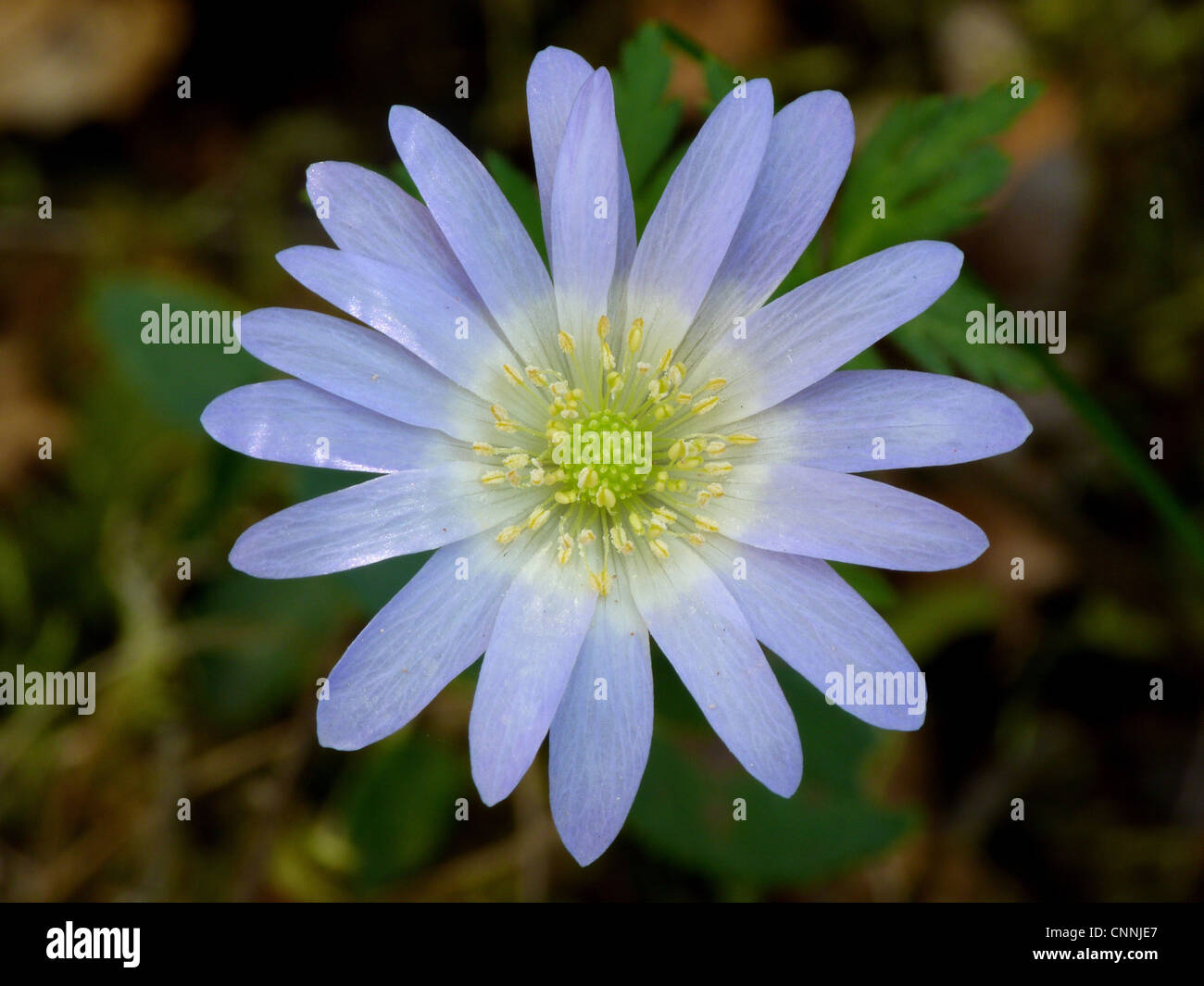 Griechischen Windflower (Anemone Blanda) Nahaufnahme Blume wächst in mediterranen Macchia, Peloponesos, Südgriechenland, april Stockfoto