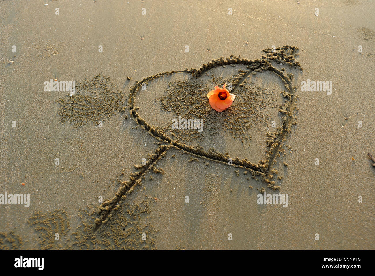 Liebe Herz mit Pfeil auf der Durchreise, gezeichnet in den Sand, tropischen Strand ko Sukon, Trang, Süd-thailand Stockfoto