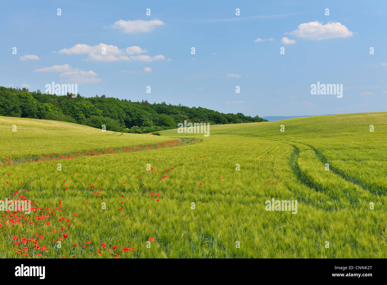 Rote Mohnblumen im Bereich Getreide, Blankenburg, Harz, Sachsen-Anhalt, Deutschland Stockfoto