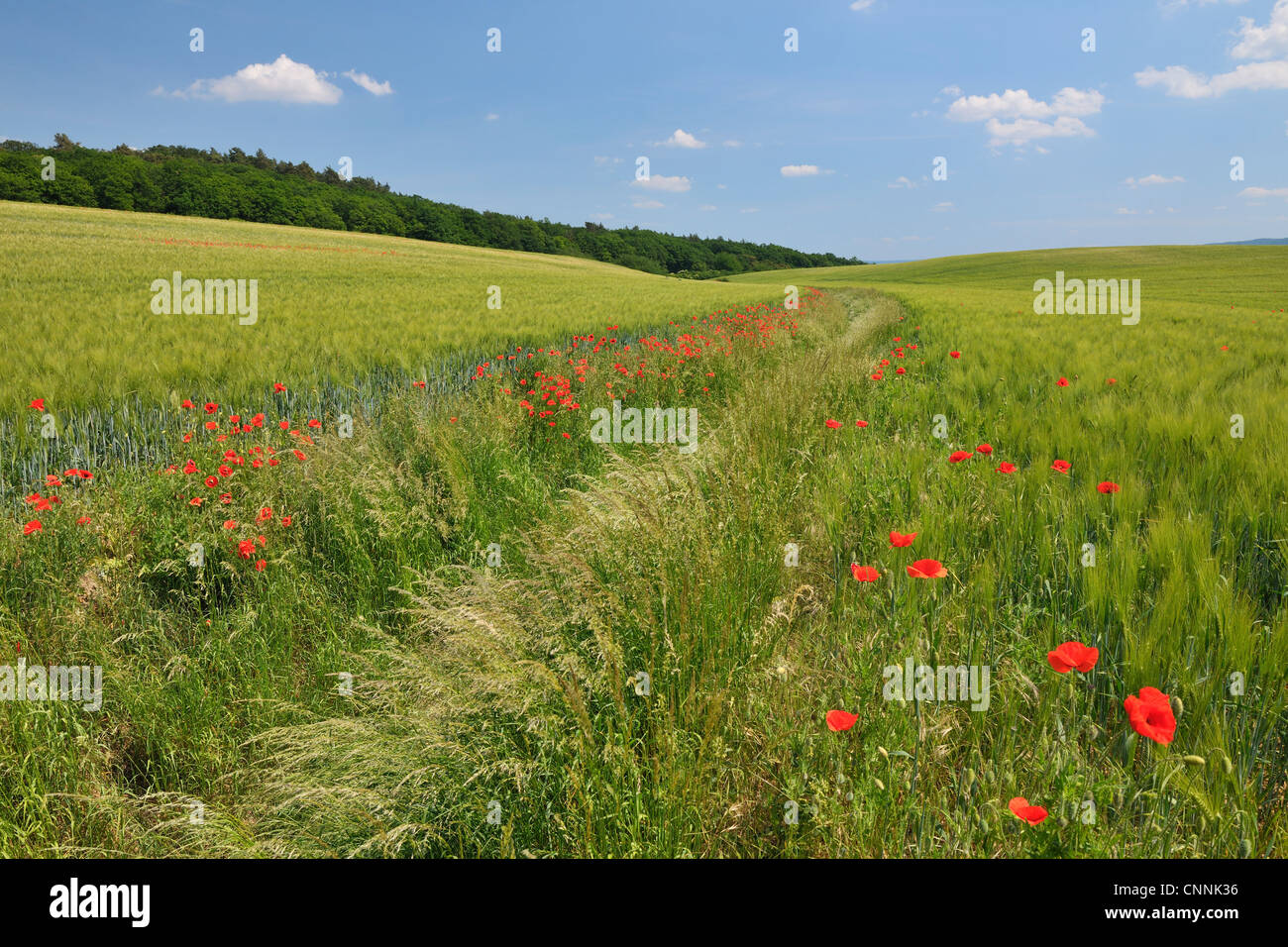 Rote Mohnblumen im Bereich Getreide, Blankenburg, Harz, Sachsen-Anhalt, Deutschland Stockfoto