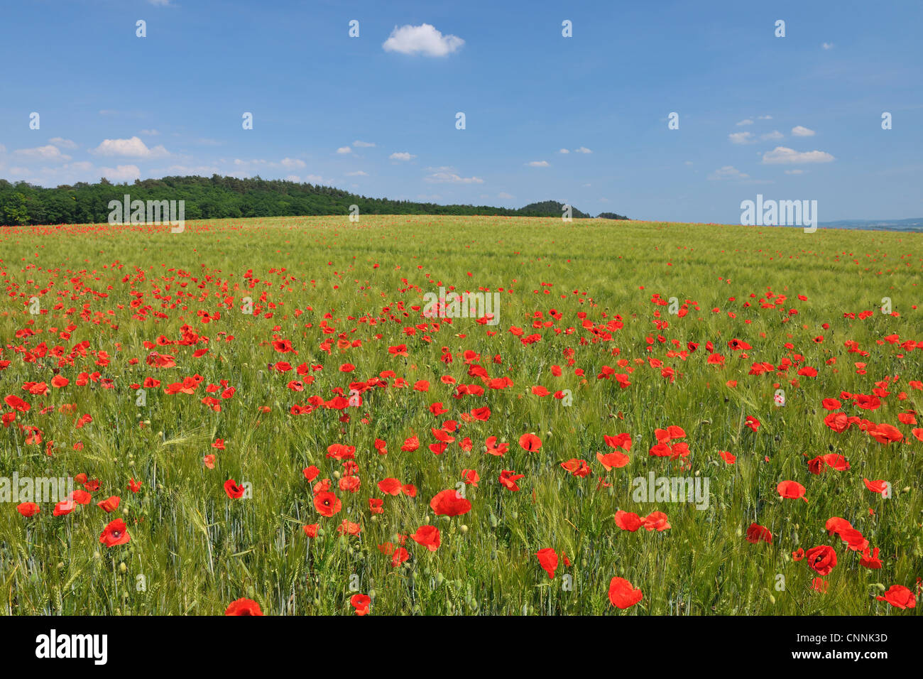 Rote Mohnblumen im Bereich Getreide, Blankenburg, Harz, Sachsen-Anhalt, Deutschland Stockfoto