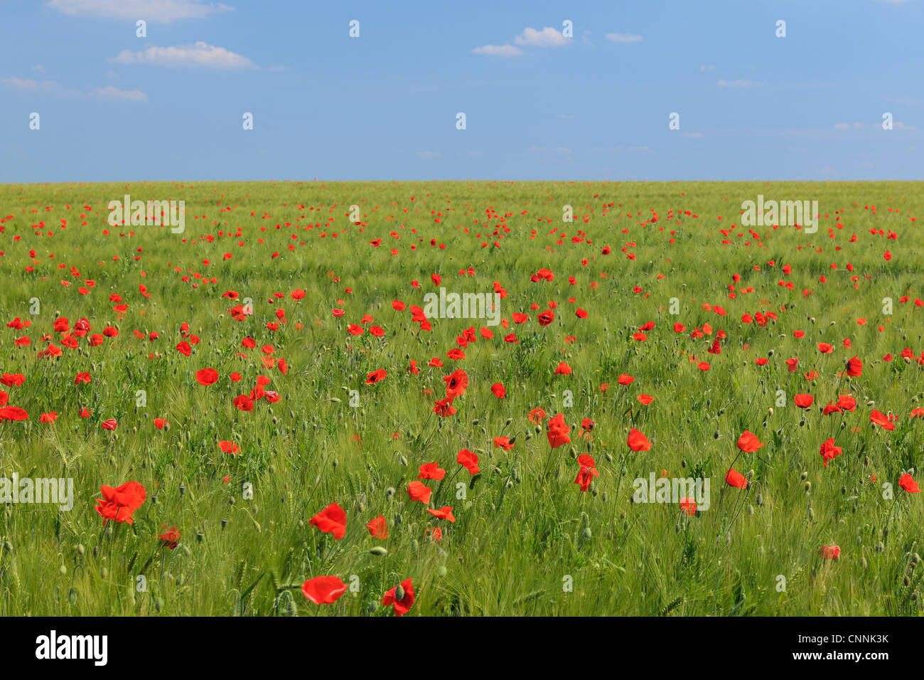 Rote Mohnblumen im Bereich Getreide, Blankenburg, Harz, Sachsen-Anhalt, Deutschland Stockfoto