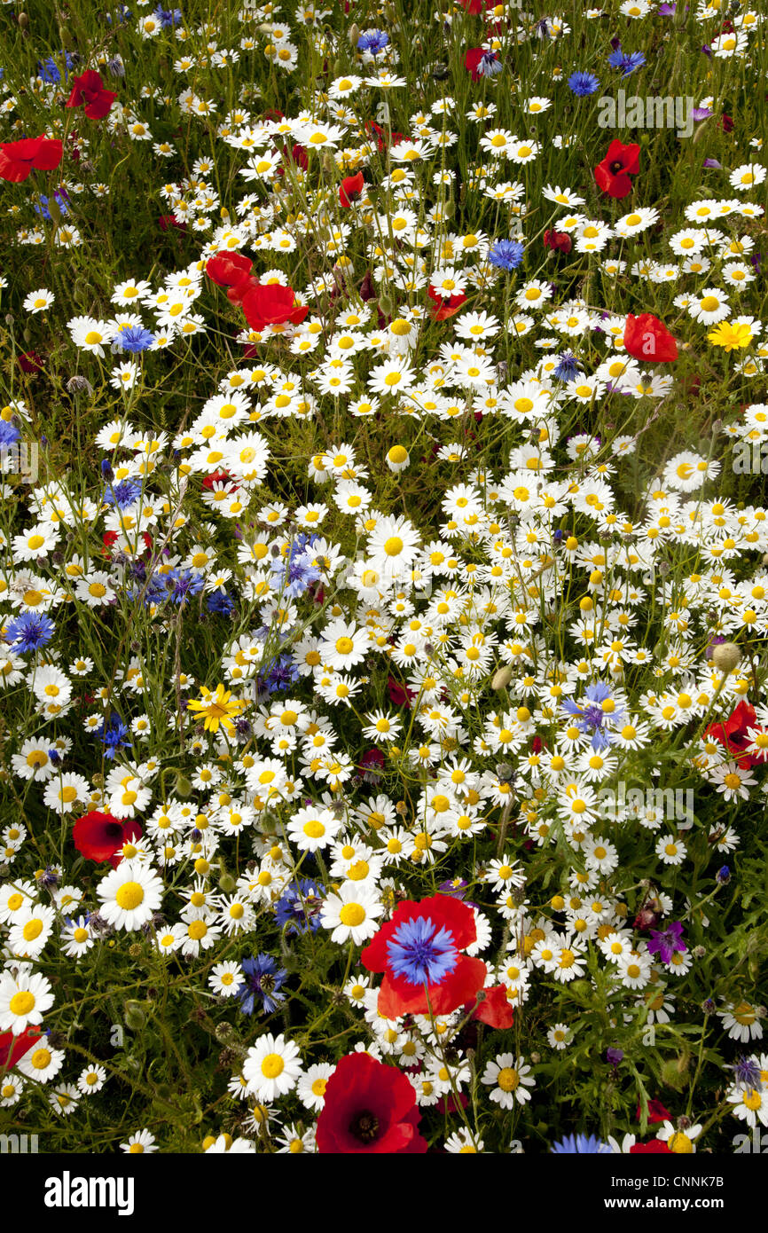 Kornblume Centaurea Cyanus geruchlos Mayweed Tripleurospermum Inodorum Klatschmohn Papaver Rhoeas Blüte Masse wachsenden Feld Stockfoto