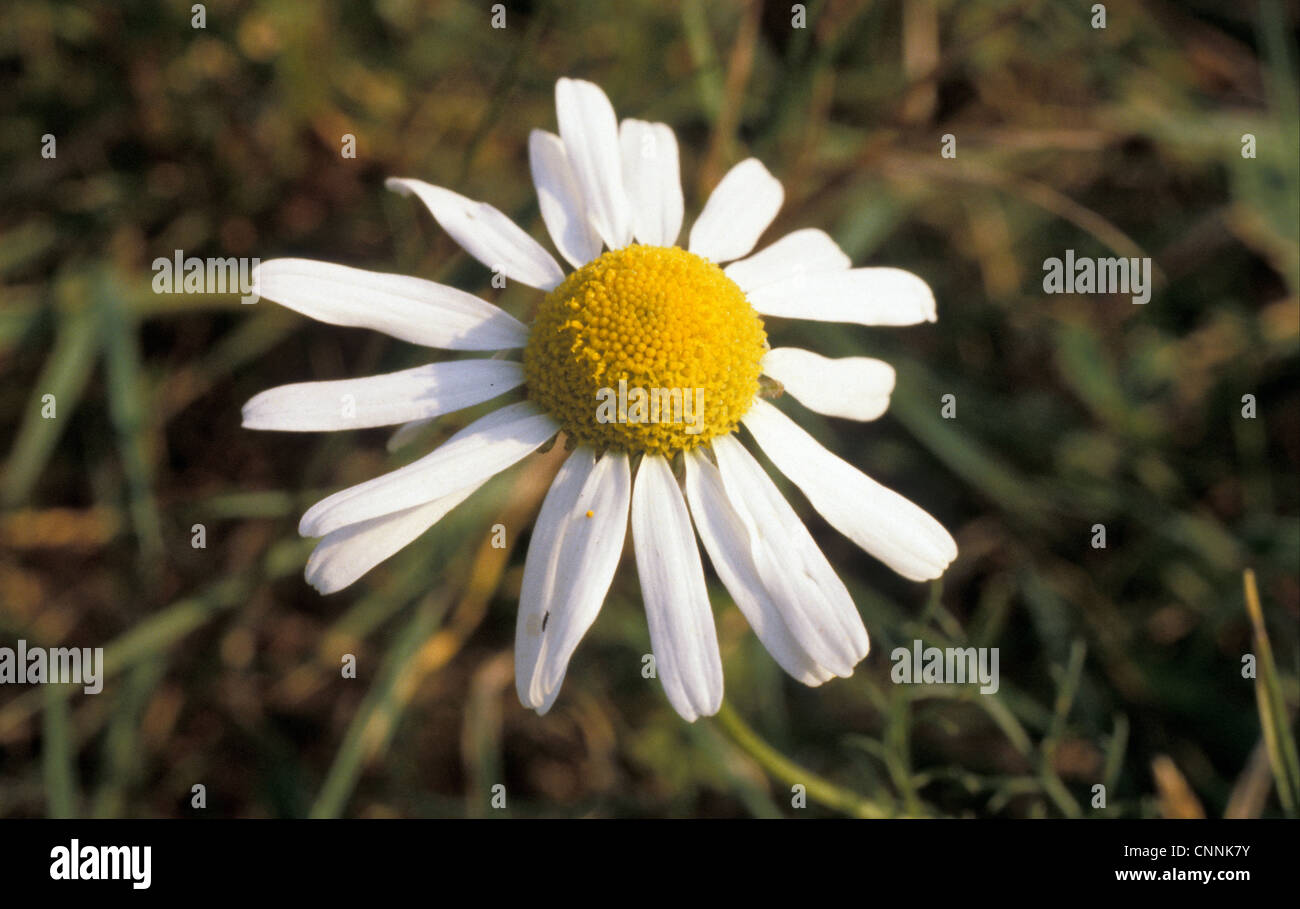 Geruchlos Mayweed - Tripleurospermum inodorum Stockfoto