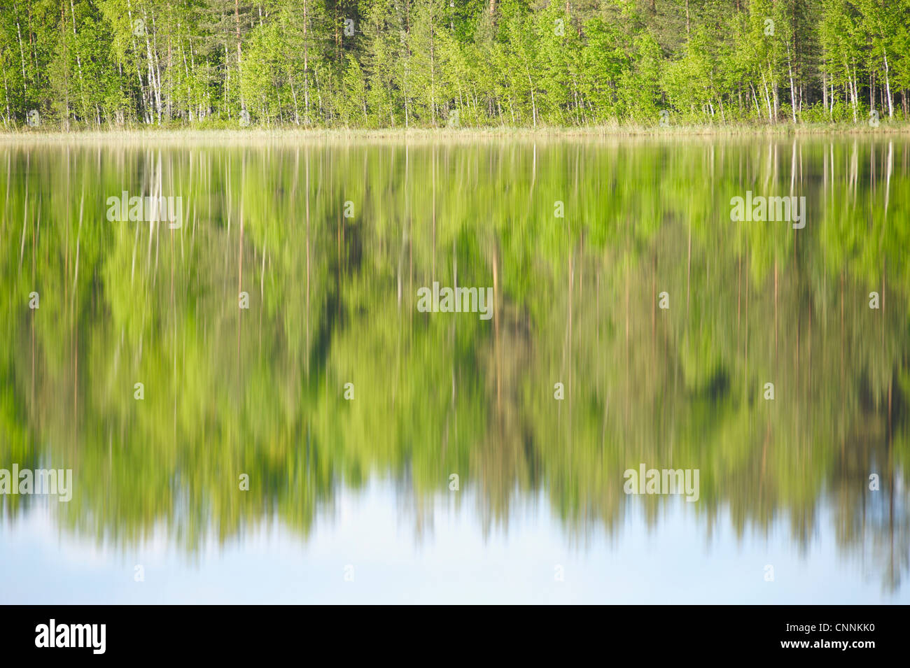 Bäume im noch See widerspiegelt Stockfoto