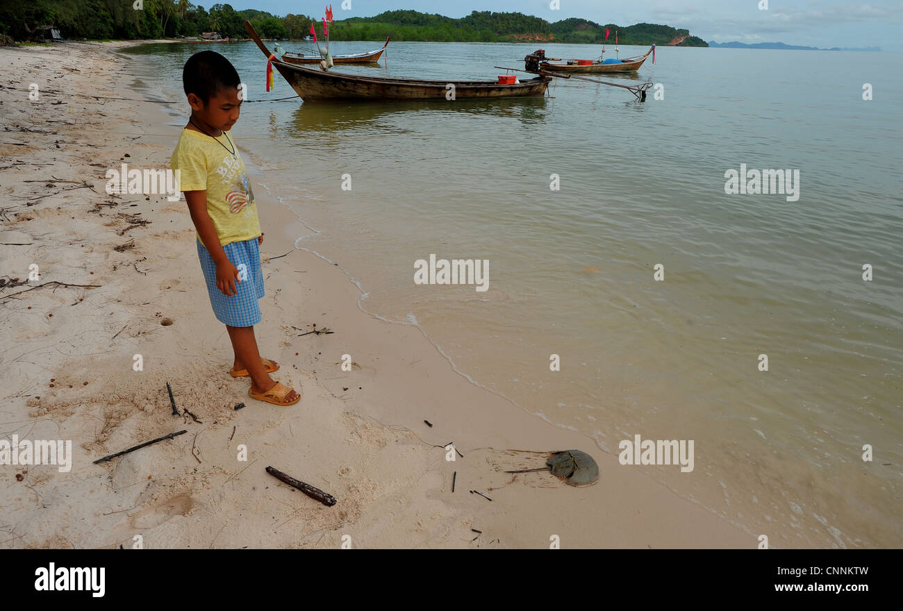 kleine Junge putting Horseshoe Crab zurück ins Meer, Teil eines Erhaltung Programm speichern Fisch, Koh Sukon, Trang, thailand Stockfoto