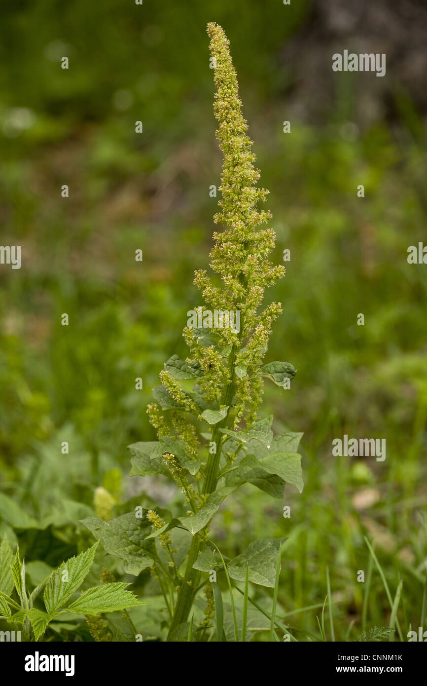 Guter Heinrich (Chenopodium Bonus-Henricus) Blüte, Bulgarien, kann Stockfoto