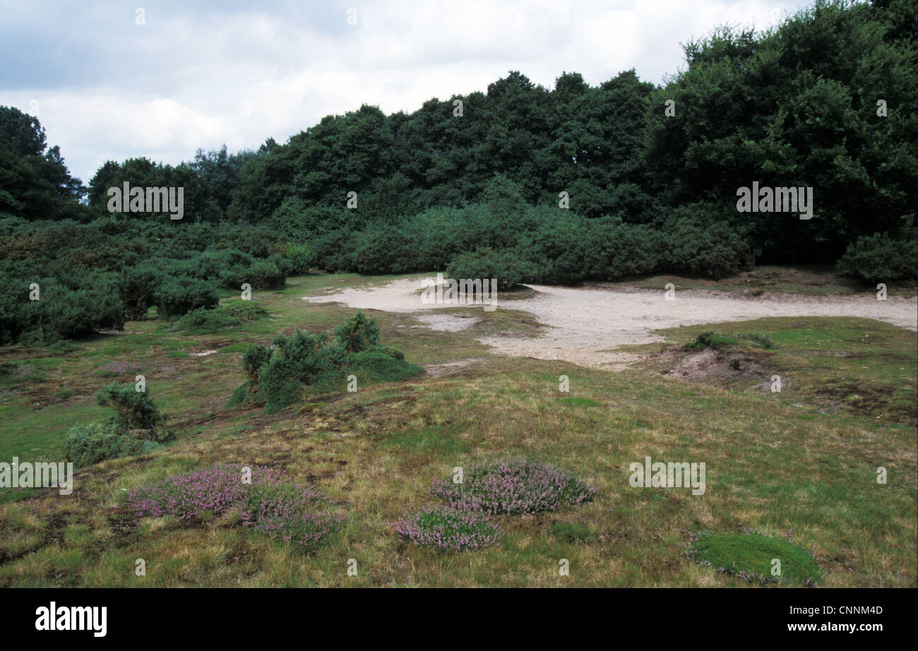 -Reserven - kalkhaltigen Landschaftsschutzgebiet Wortham Ling, Suffolk Wildlife Trust Stockfoto