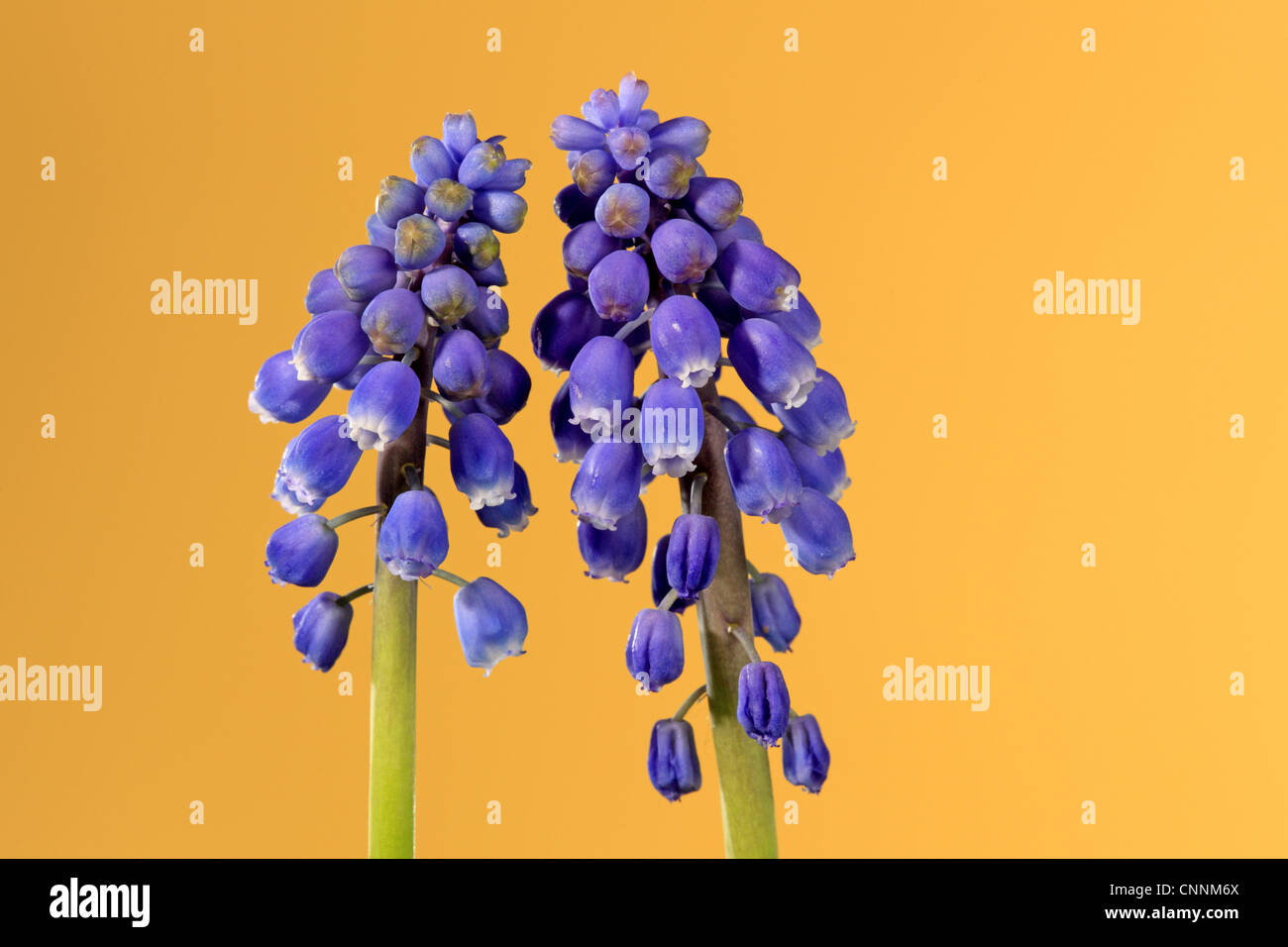 Grape Hyacinth (Muscari Latifolium) zwei Flowerspikes in Nahaufnahme Stockfoto