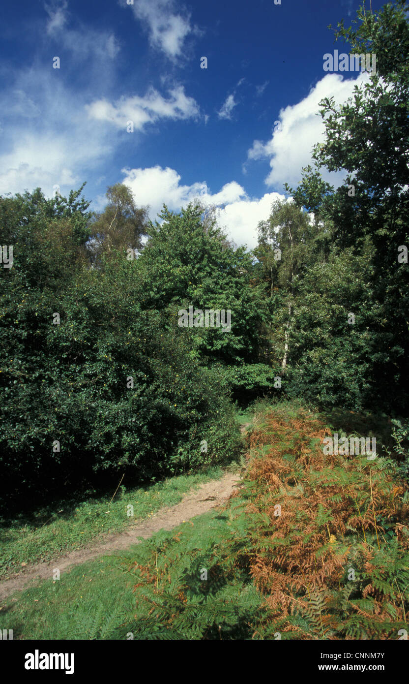 Naturschutz - Reserven - Wanderwege - Blaxhall Heide - Suffolk Wildlife Trust Stockfoto
