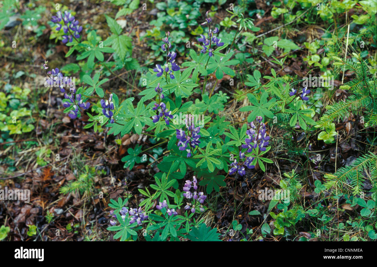 Laubbäume Lupine (Lupinus Latifolius) Washington State, USA. Stockfoto