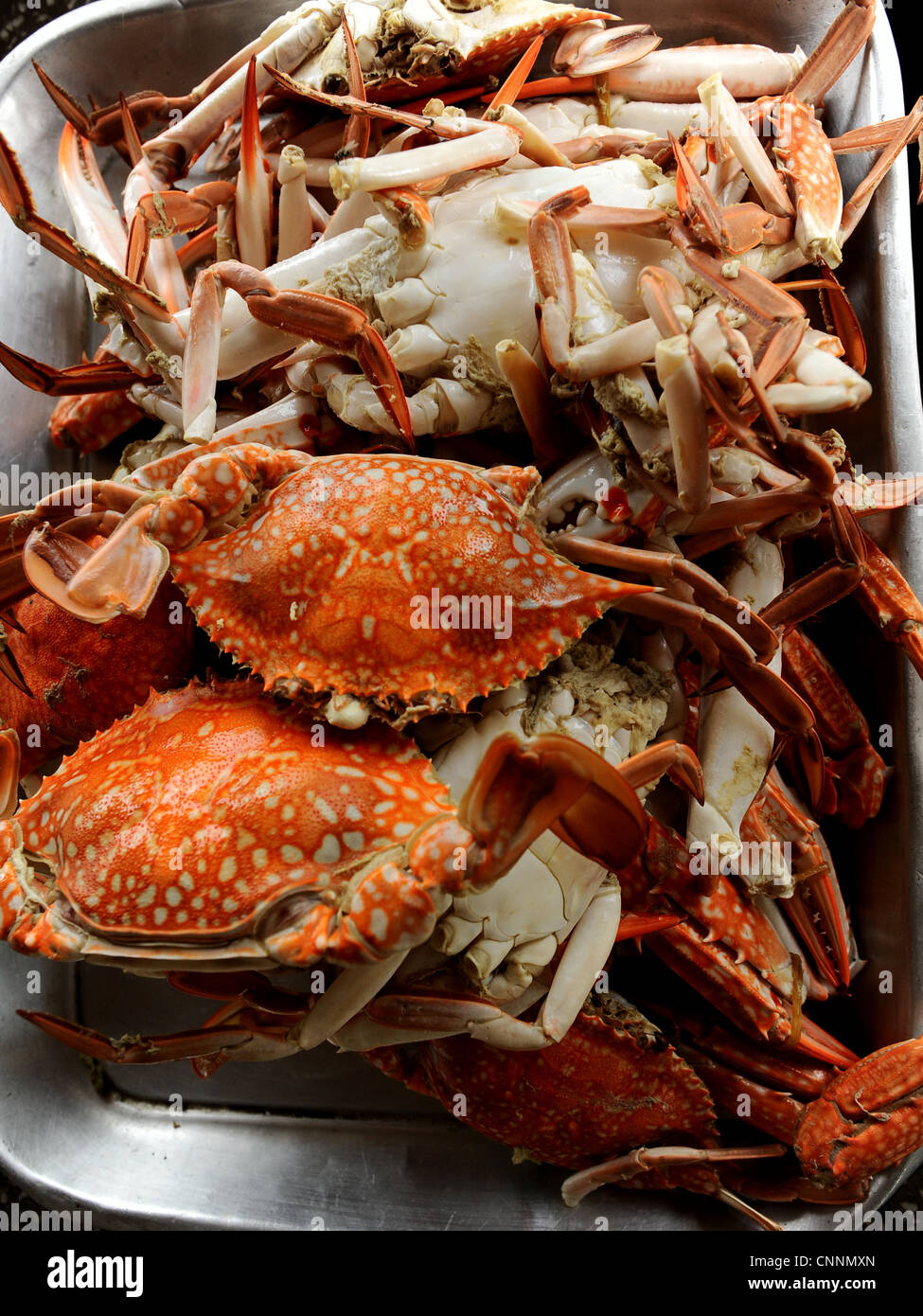 gedämpfte Krabben, thai Seafood, Koh Sukon(pig island), Trang, Süd-thailand Stockfoto