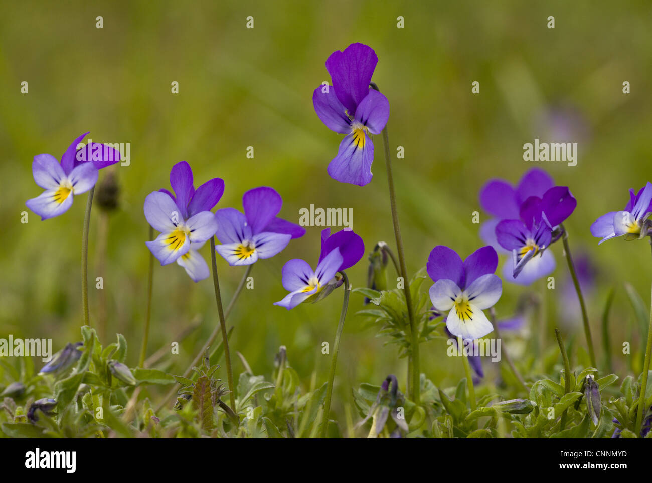 Wilde Stiefmütterchen (Viola Tricolor) blühen, kann wachsen in Alm, Bulgarien, Stockfoto
