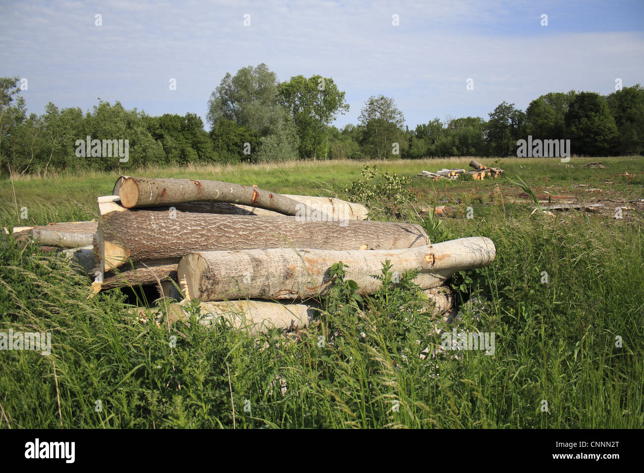 Baum-Clearance Log Pfähle vor kurzem gekauft Land Fen Lebensraum Restaurierung Projekt wenig Ouse Quellgebiet Projekt Webbs Fen Stockfoto