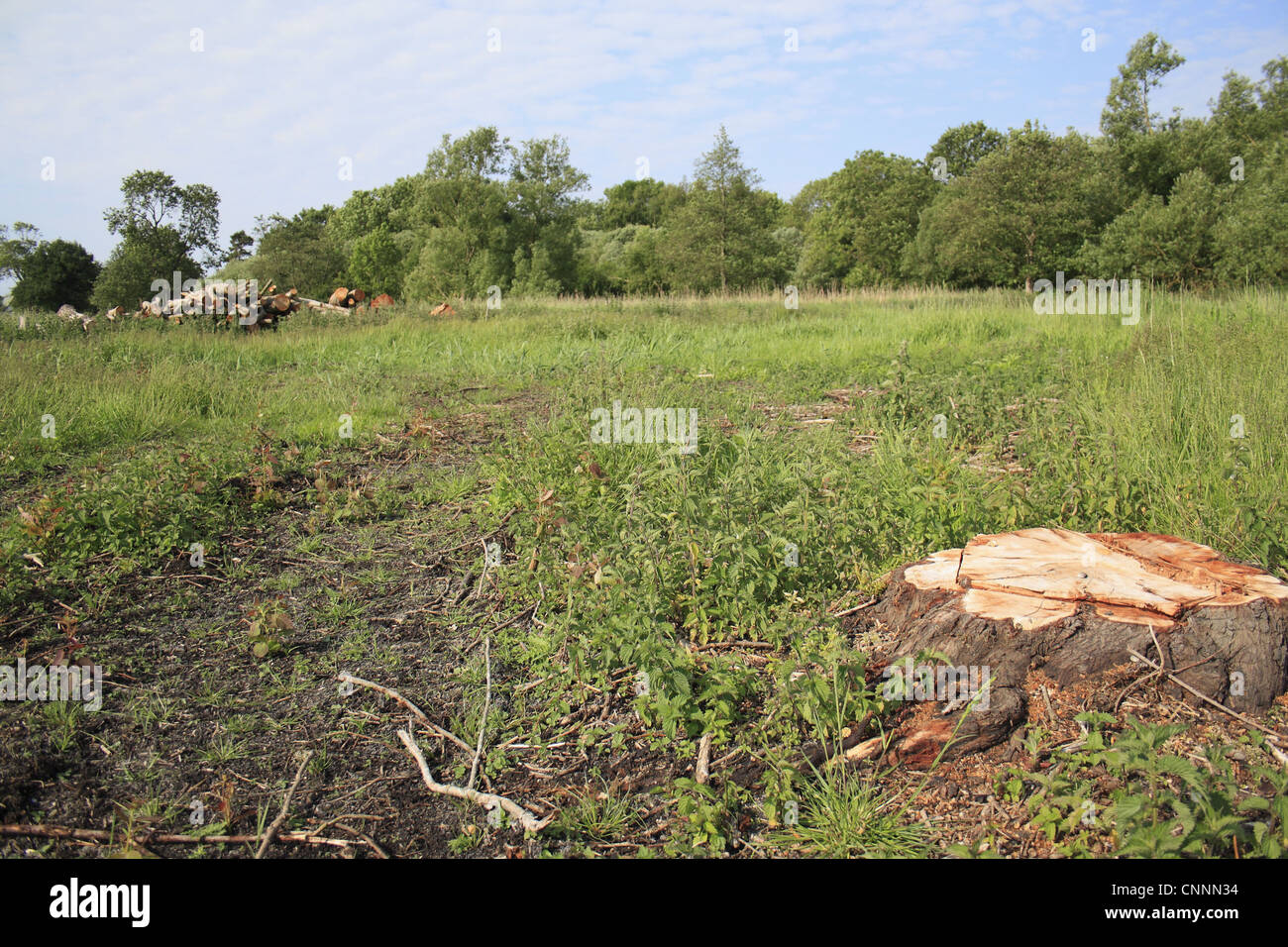 Baum-Clearance Log Pfähle vor kurzem gekauft Land Fen Lebensraum Restaurierung Projekt wenig Ouse Quellgebiet Projekt Webbs Fen Stockfoto