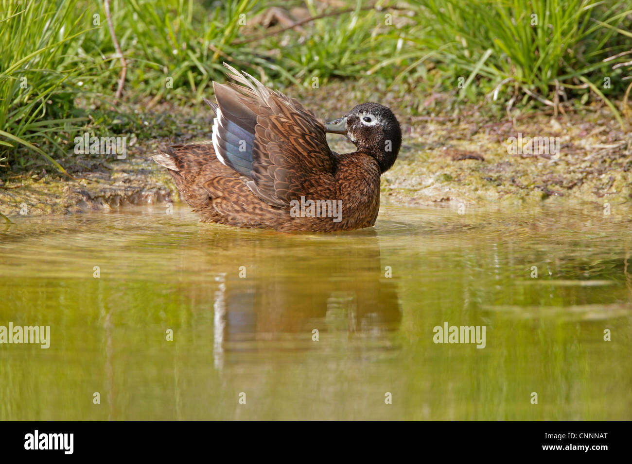 Eine Laysan Ente putzen Stockfoto