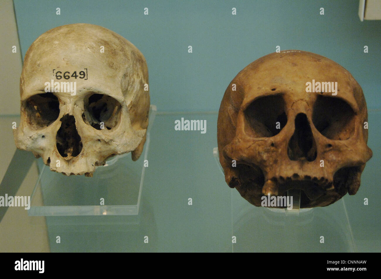 Ägypten. Schädel. Anfängliche Spätzeit. Einer von ihnen ist nach 664 v. Chr. datiert. 26. Dynastie oder Saite Periode (672-525 v. Chr.). Stockfoto