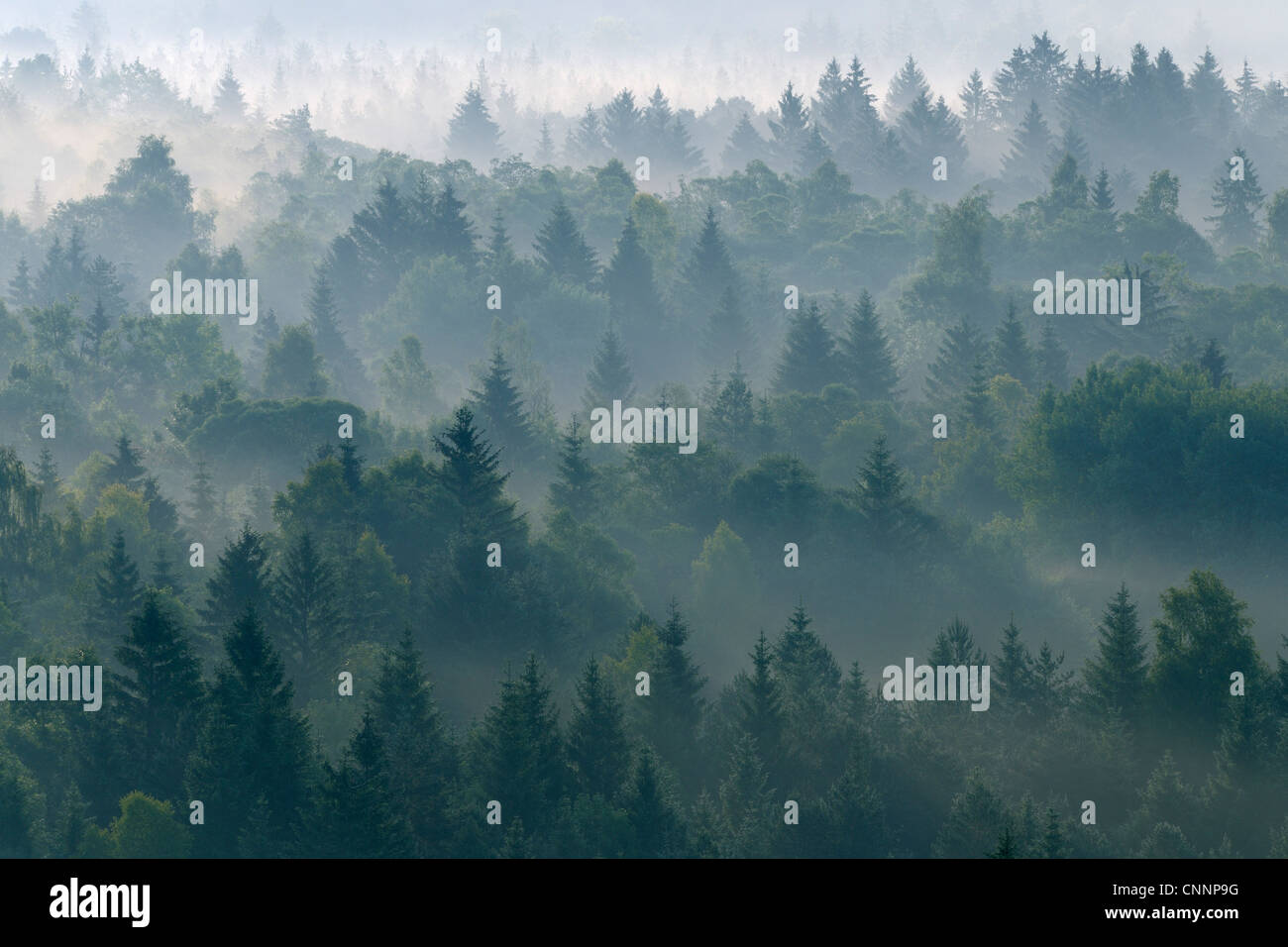 Morgennebel im Wald, Isartal, Wolfratshausen, Upper Bavaria, Bayern, Deutschland Stockfoto