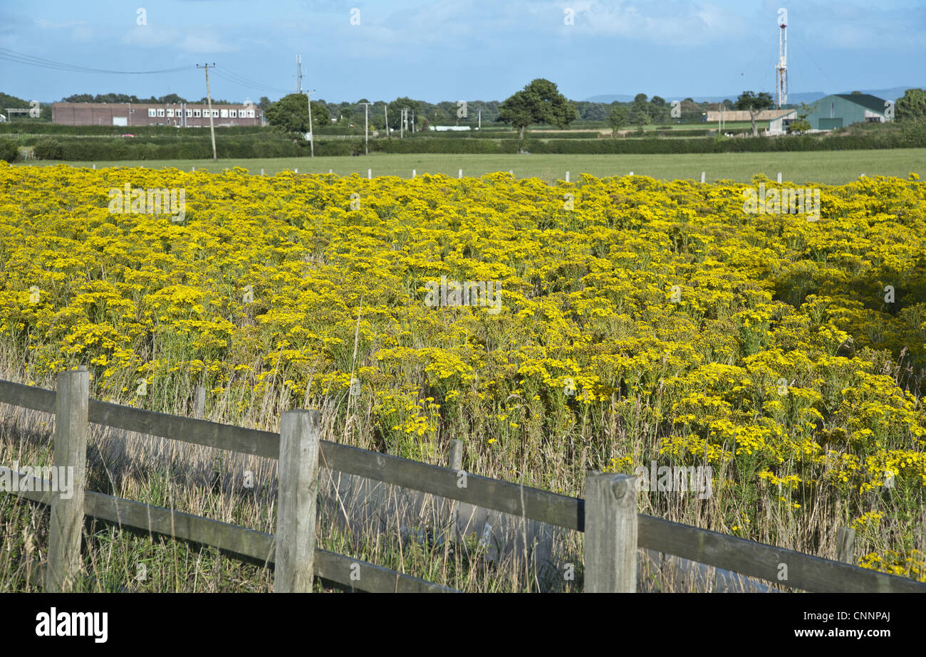 Gemeinsamen Kreuzkraut (Senecio Jacobaea) Blüte, Masse wächst im Feld, in der Nähe von Chester, Cheshire, England, august Stockfoto