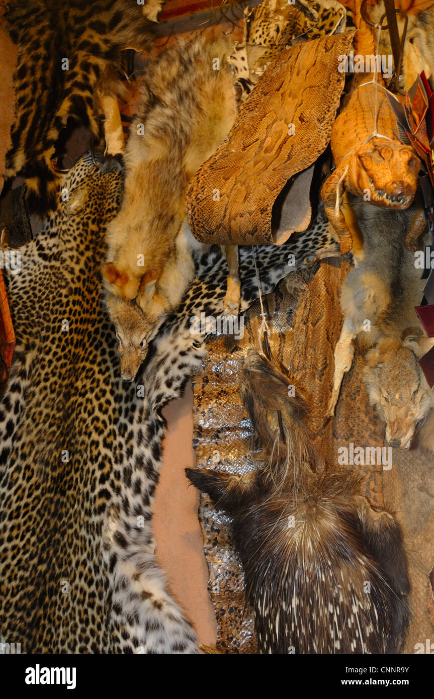 Leopard, Wolf, Stachelschwein und Schlange Skins für Verkauf im Markt, Marrakesch, Marokko, Januar Stockfoto