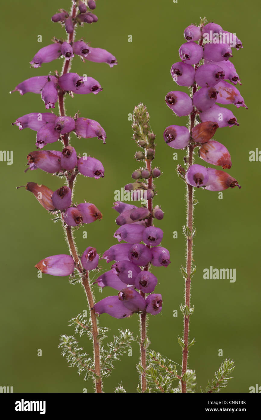 Dorset Heide (Erica Ciliaris) Blüte, Hartland Moor National Nature Reserve, Dorset, England, august Stockfoto