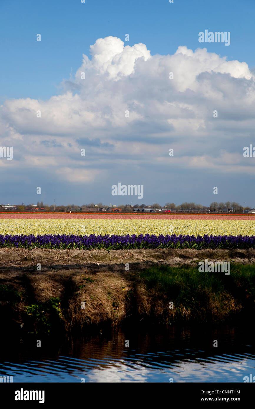 Felder von Tulpen und Blumen blühen im Frühjahr in der Nähe von Lisse, Holland, Niederlande, Europa Stockfoto