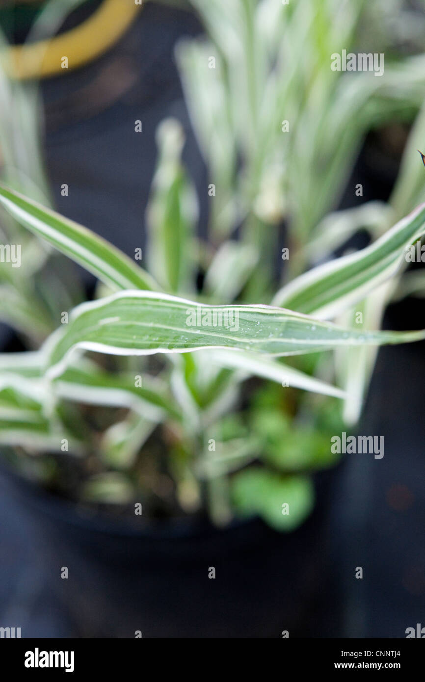 Chlorophytum Variegatum hautnah Stockfoto