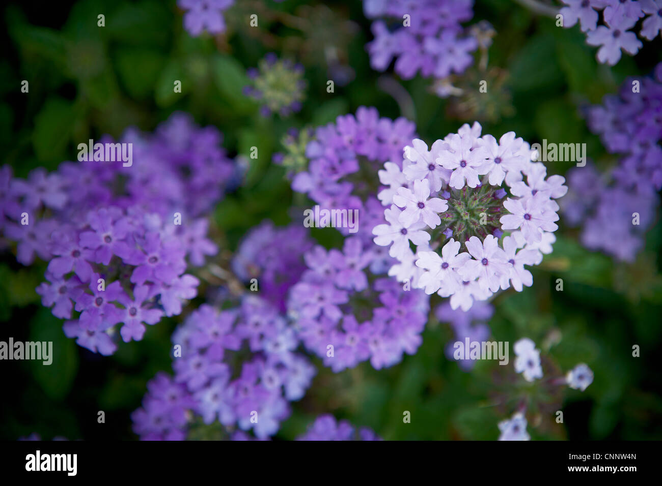 Eisenkraut Blumen, Bradford, Ontario, Kanada Stockfoto