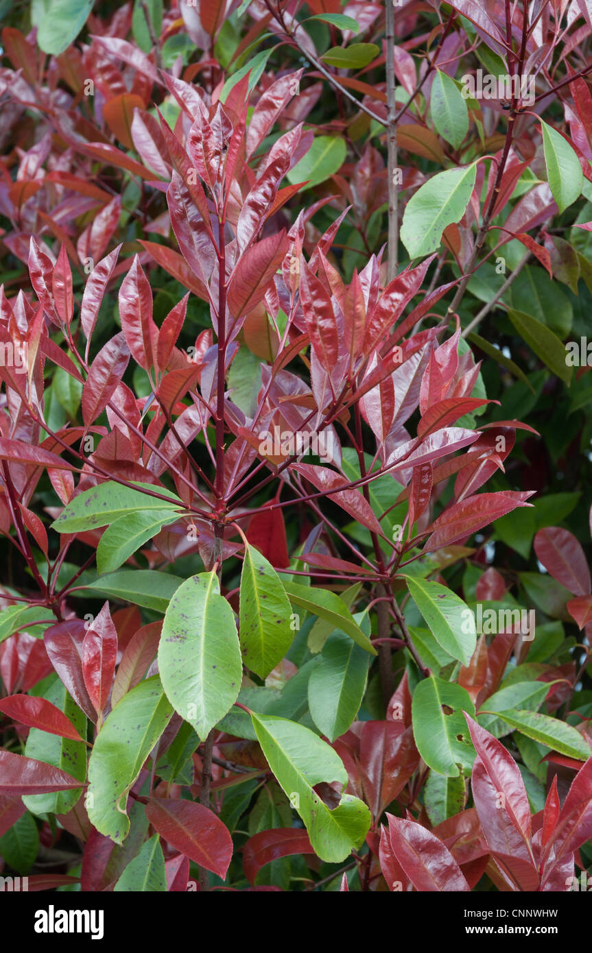 Photinia X fraseri "Red Versuchsprogramms Probe Strauch mit jungen roten Triebe Stockfoto